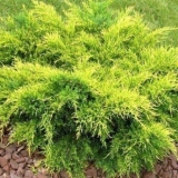 Juniper srednje staro zlato